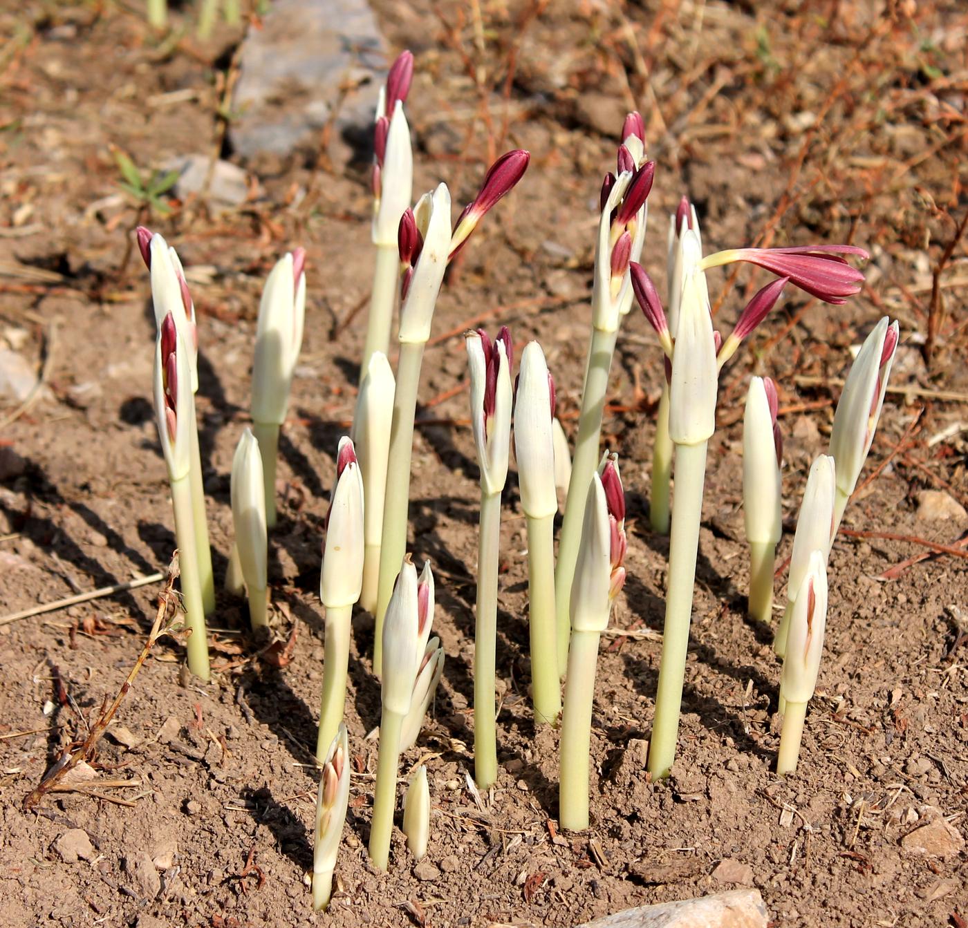 Image of Ungernia sewerzowii specimen.