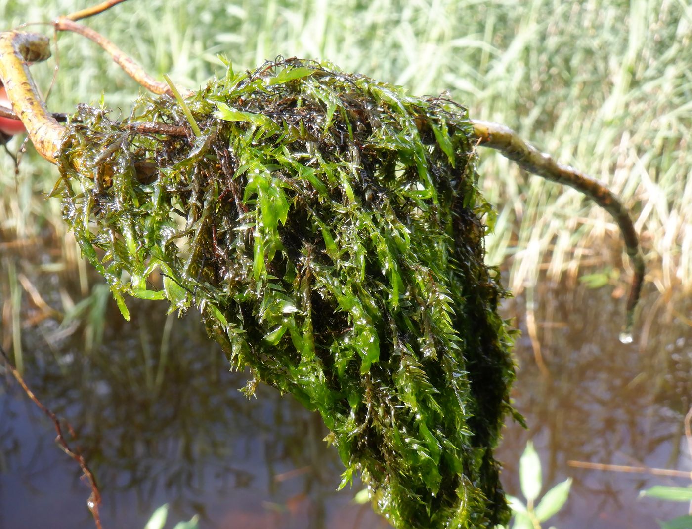 Image of genus Fontinalis specimen.