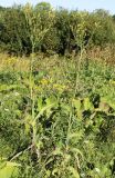 Sonchus palustris