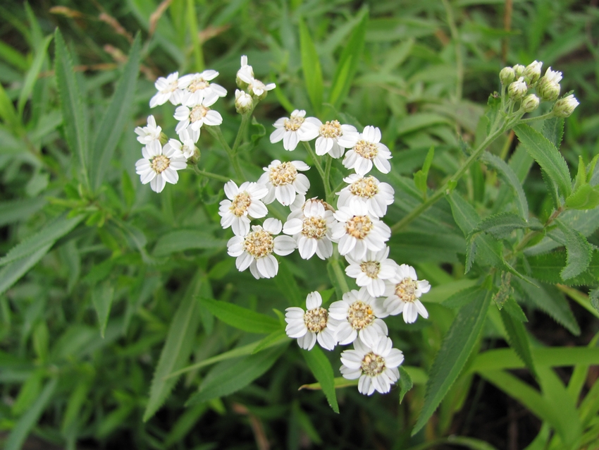 Image of Achillea cartilaginea specimen.