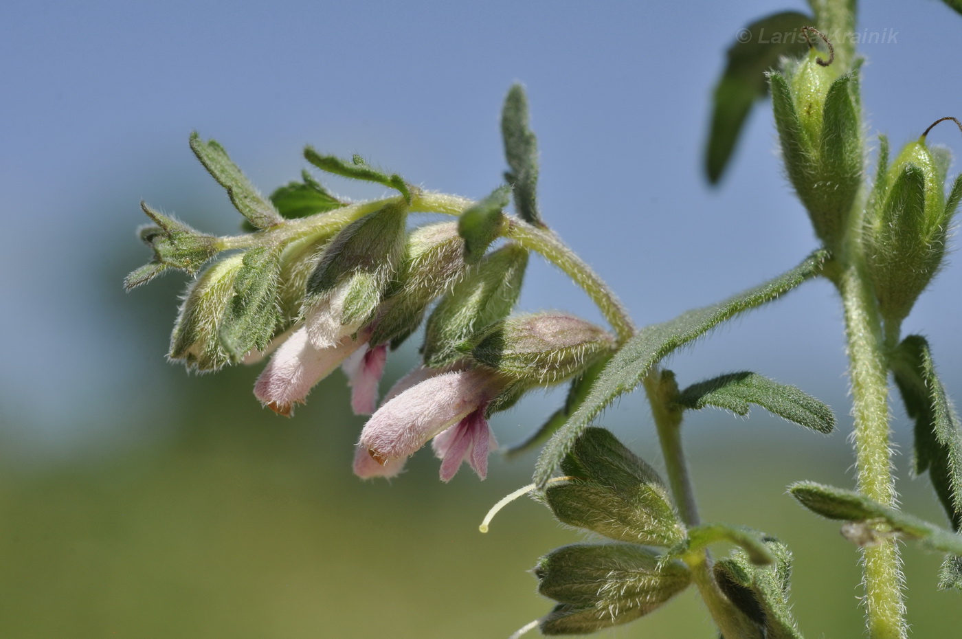 Изображение особи Odontites vulgaris.