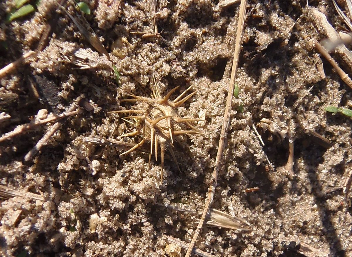 Image of Cenchrus longispinus specimen.