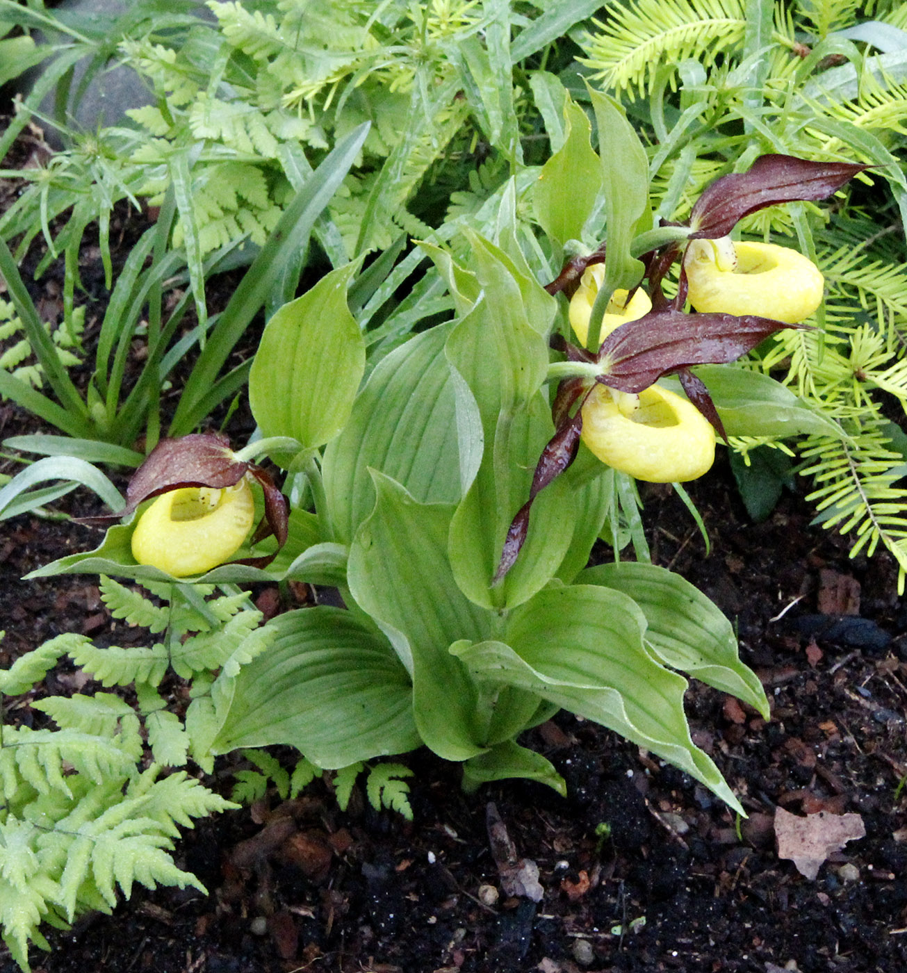 Изображение особи Cypripedium calceolus.