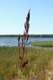 Rumex aquaticus. Плодоносящее растение с листьями в осенней(?) окраске. Беларусь, Витебская обл., дер. Сурмино, заросшее Eleocharis песчаное мелководье у берега озера. 17.08.2020.