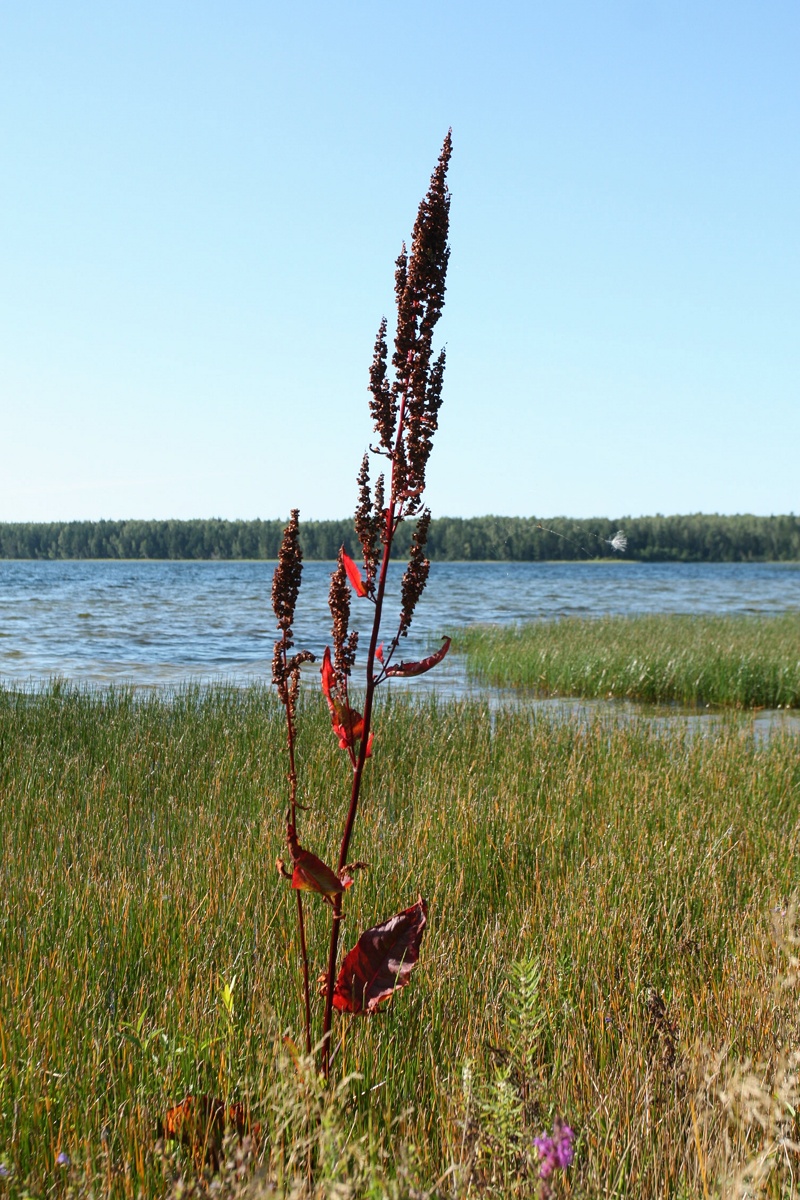 Изображение особи Rumex aquaticus.