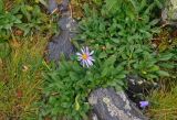 Aster alpinus