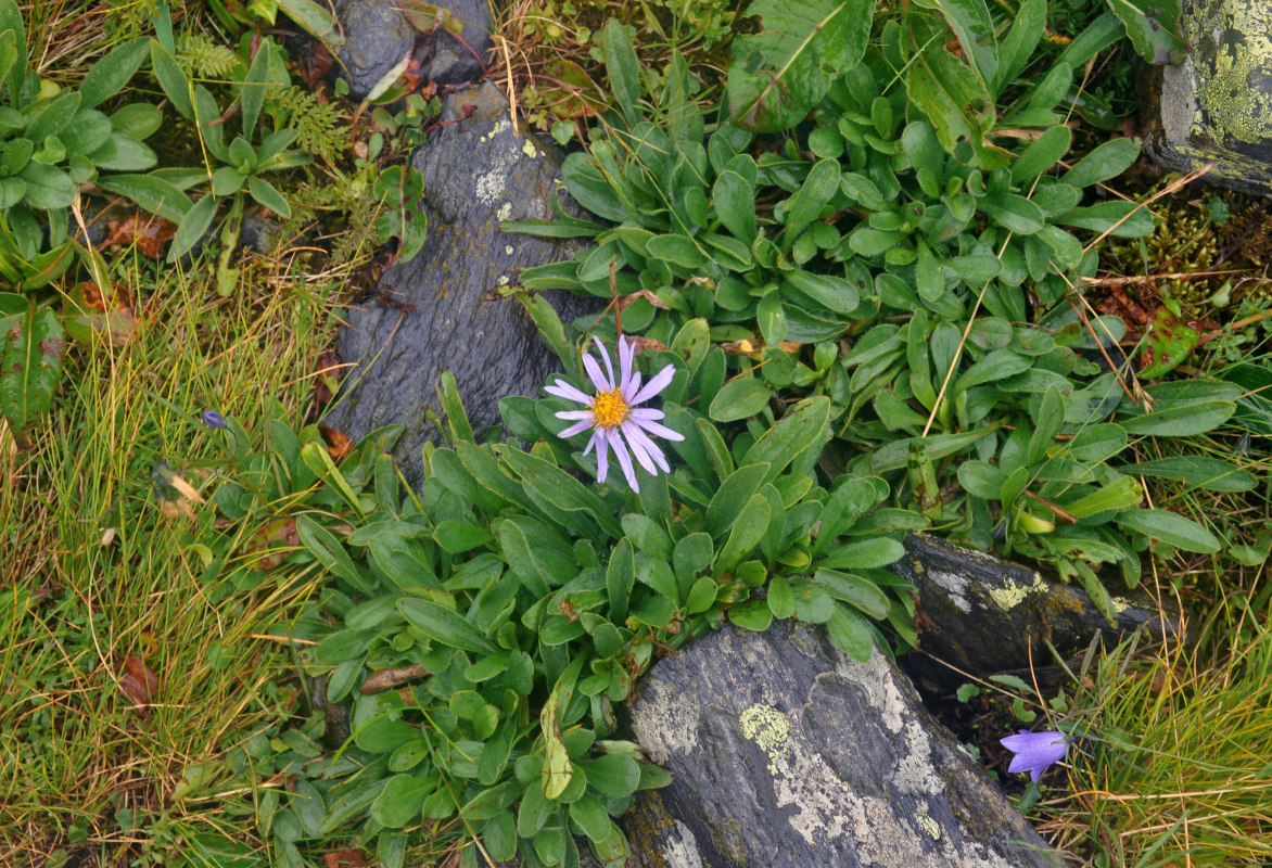 Изображение особи Aster alpinus.