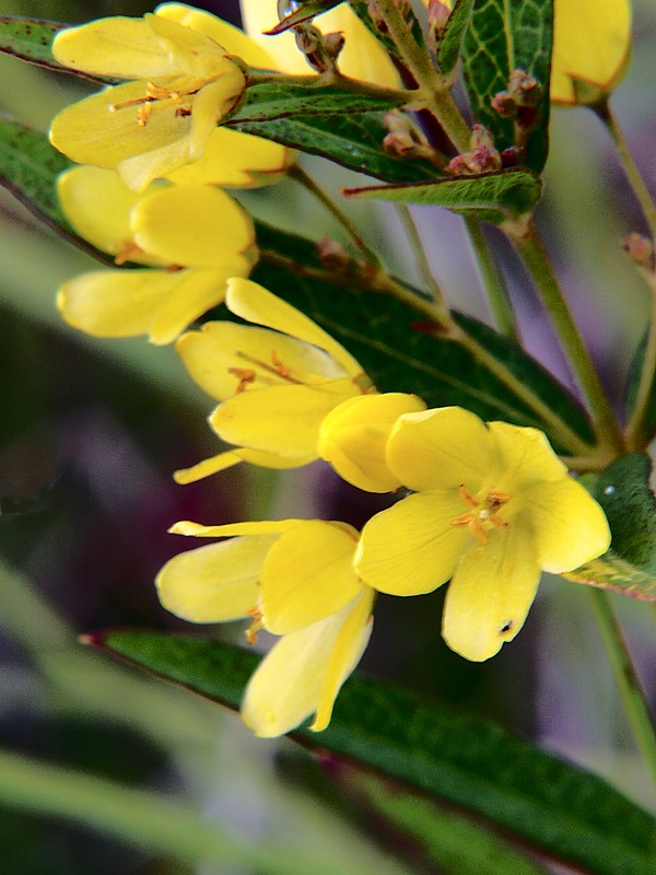 Image of Lysimachia davurica specimen.