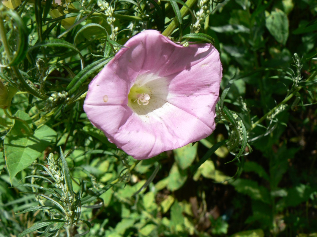 Image of Calystegia inflata specimen.