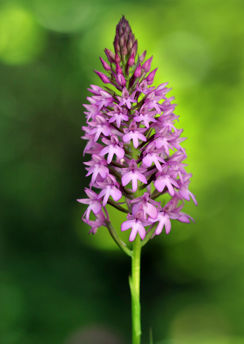 Image of Anacamptis pyramidalis specimen.