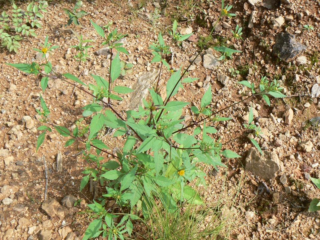 Image of Bidens frondosa specimen.