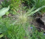 genus Pulsatilla. Плод. Тверская обл., г. Тверь, Заволжский р-н, ботанический сад ТвГУ, в культуре. 1 июня 2019 г.