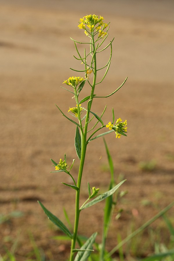 Image of Erysimum cheiranthoides specimen.