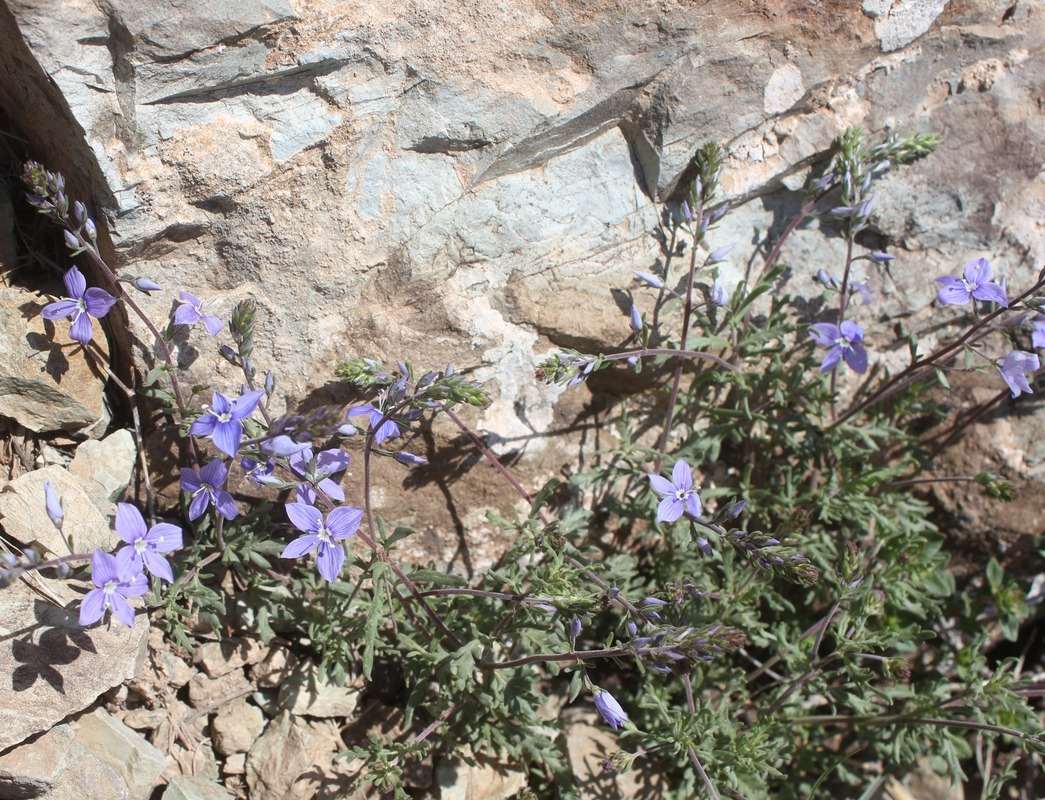Image of genus Veronica specimen.
