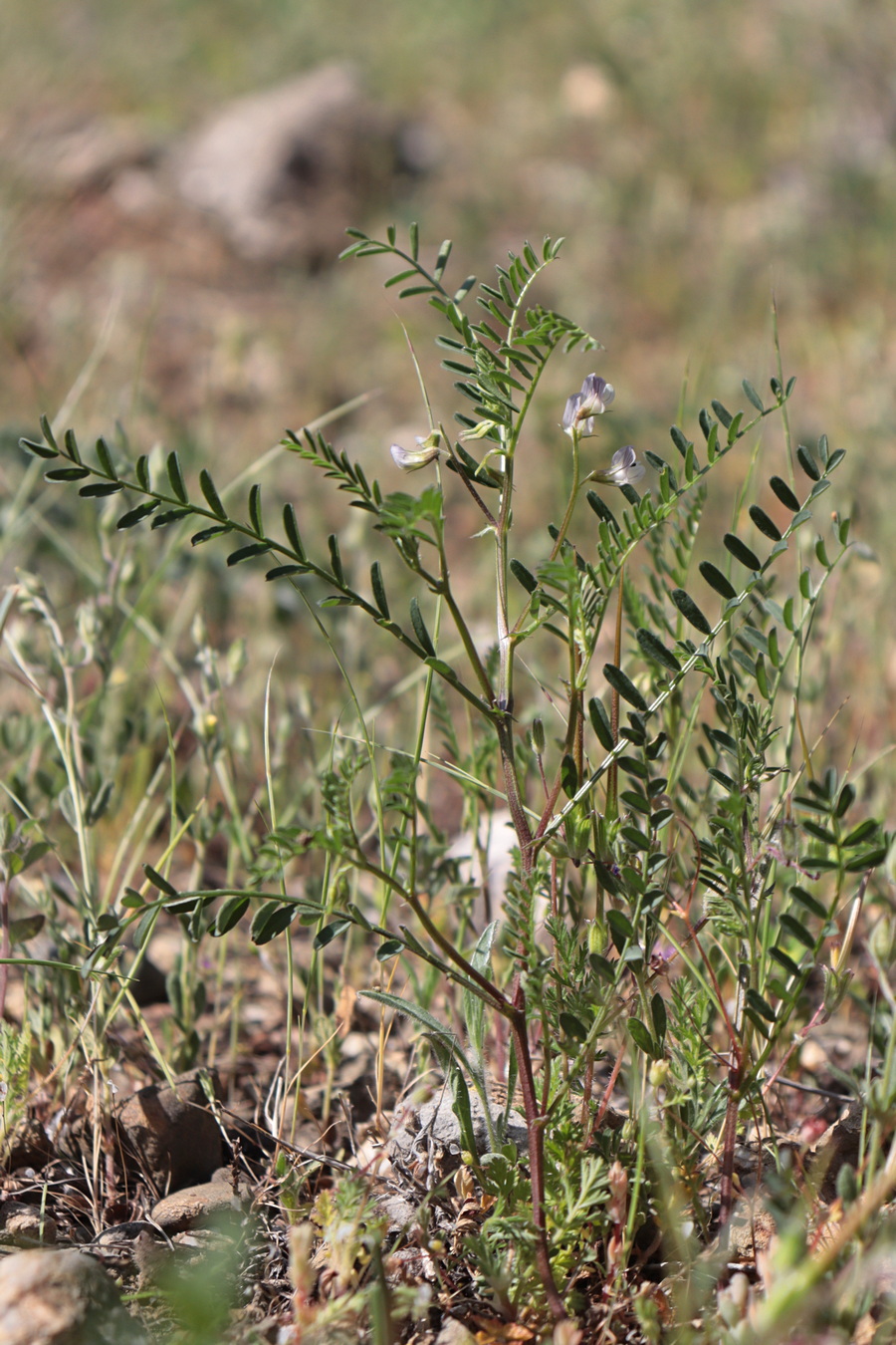 Изображение особи Vicia ervilia.