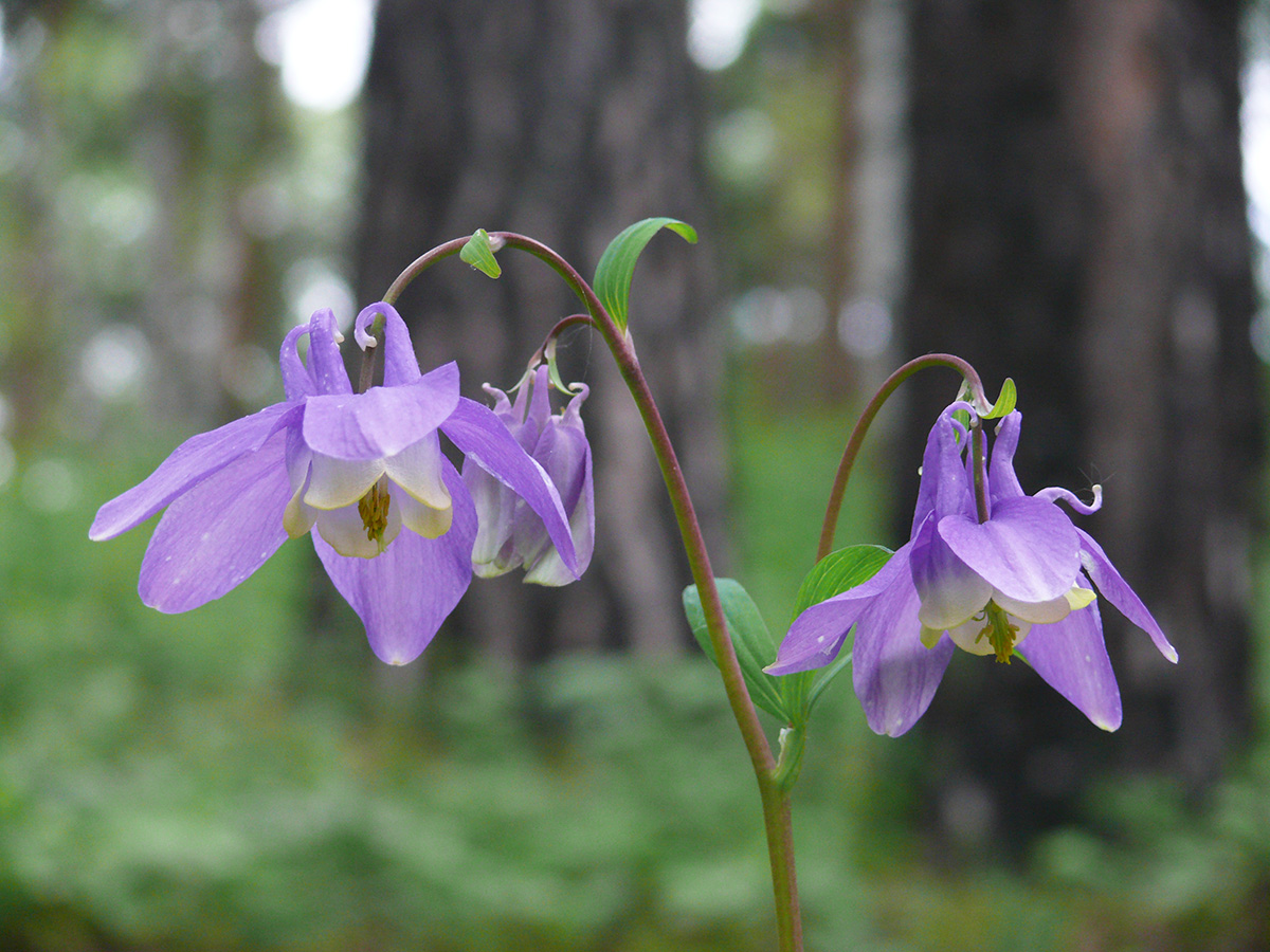 Image of Aquilegia sibirica specimen.