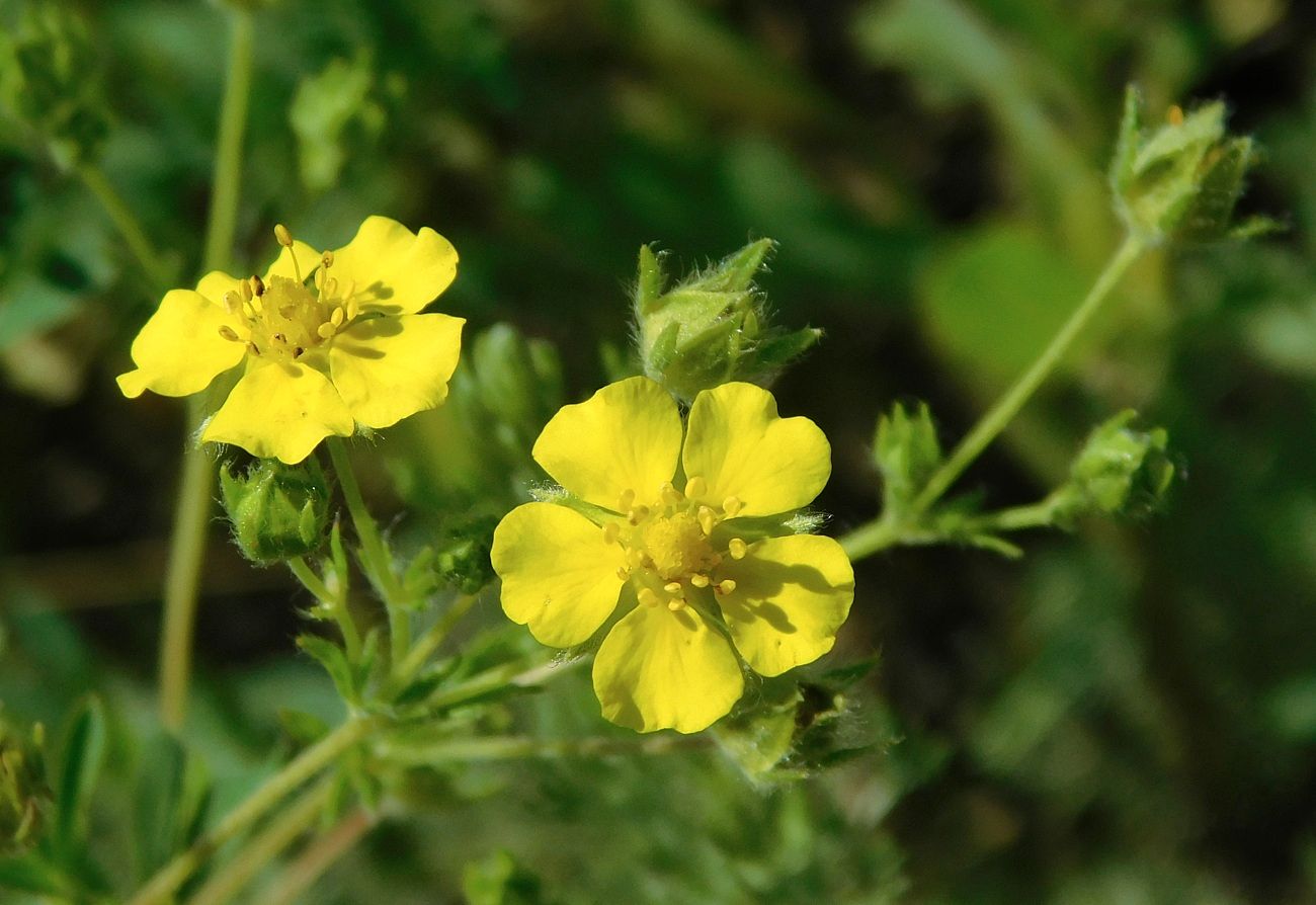 Image of Potentilla canescens specimen.