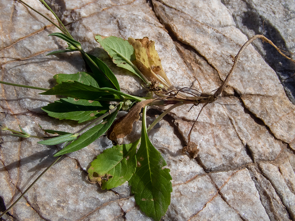 Image of Knautia integrifolia specimen.
