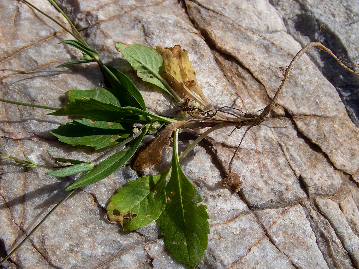 Изображение особи Knautia integrifolia.