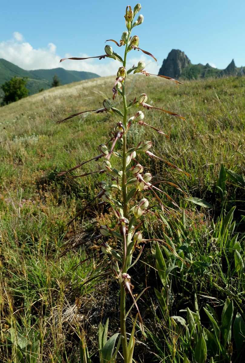 Image of Himantoglossum caprinum specimen.