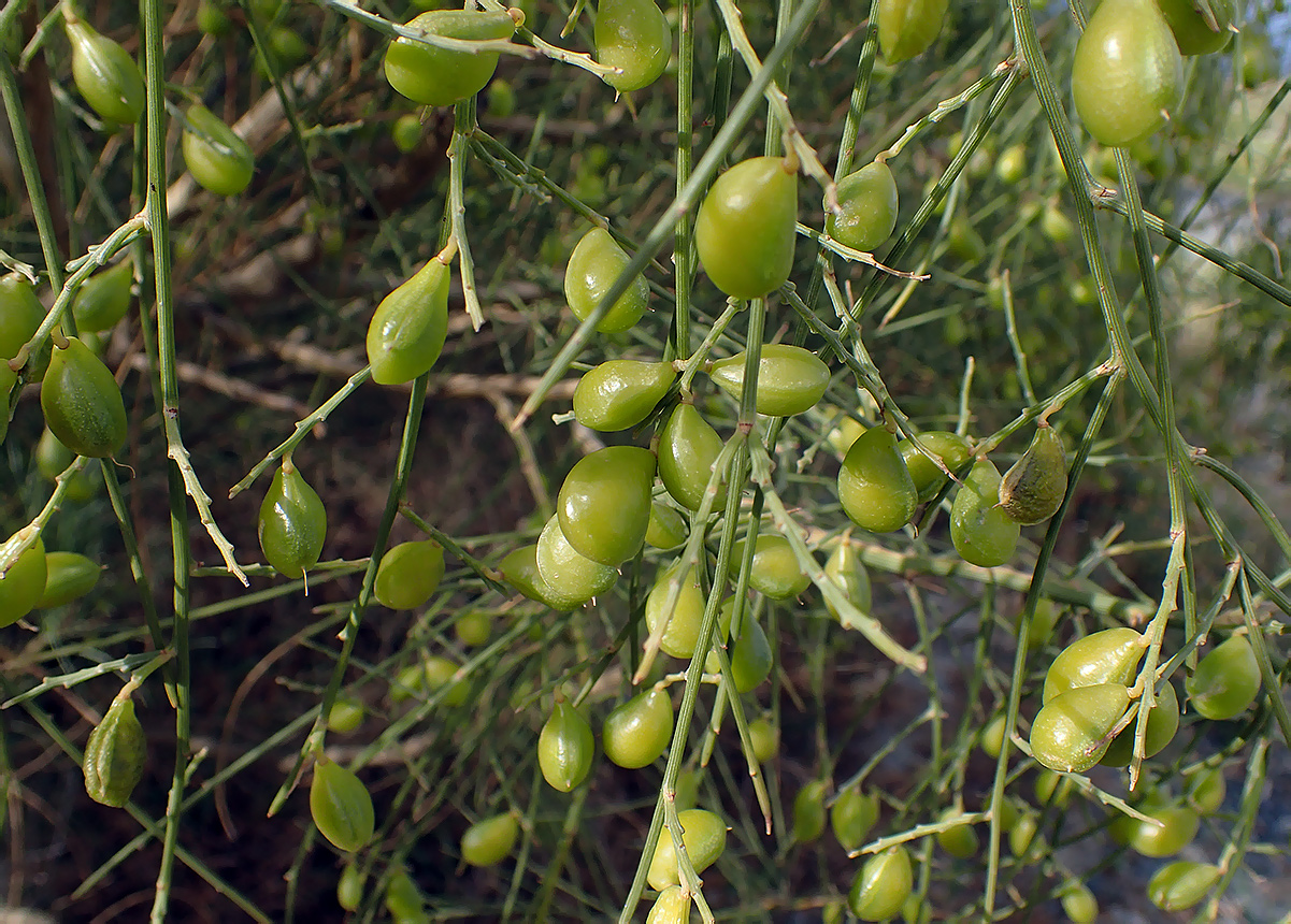 Изображение особи Retama monosperma.