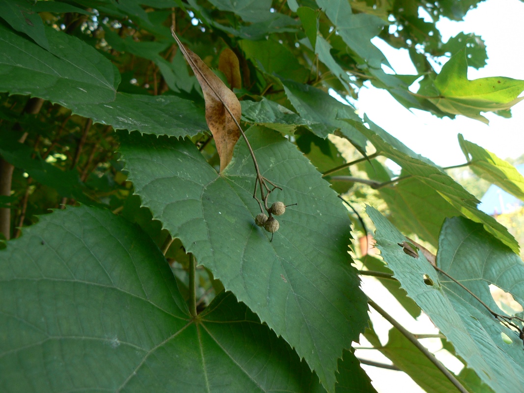 Изображение особи Tilia mandshurica.