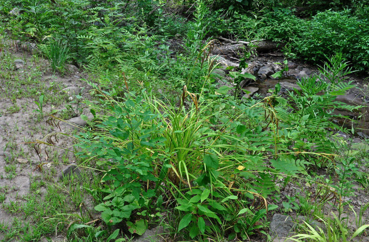 Изображение особи Carex jaluensis.