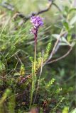 Dactylorhiza psychrophila. Цветущее растение. Мурманская обл., п-в Рыбачий, берег р. Скорбеевская вблизи водопада, закустаренная вороничная тундра. 29.07.2020.