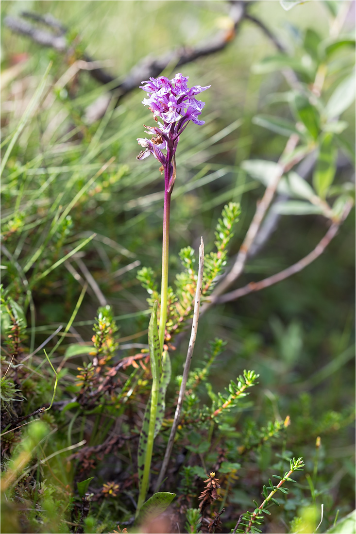 Изображение особи Dactylorhiza psychrophila.