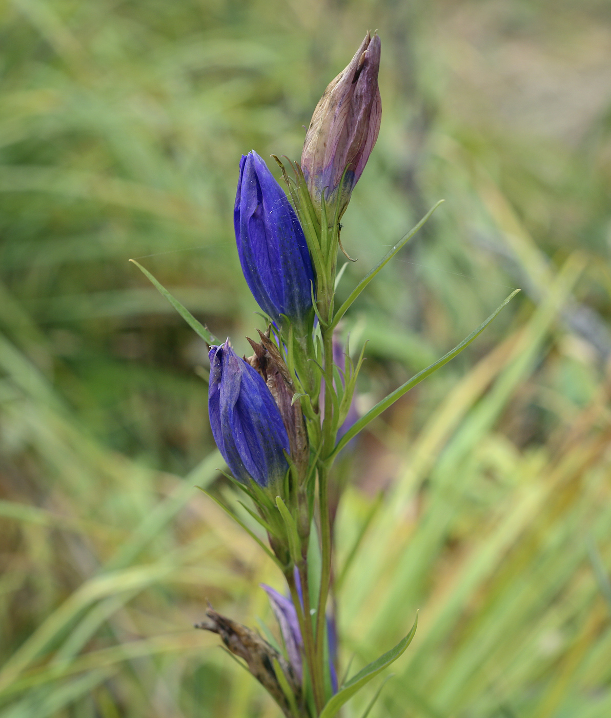 Image of Gentiana pneumonanthe specimen.