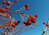 Malus baccata