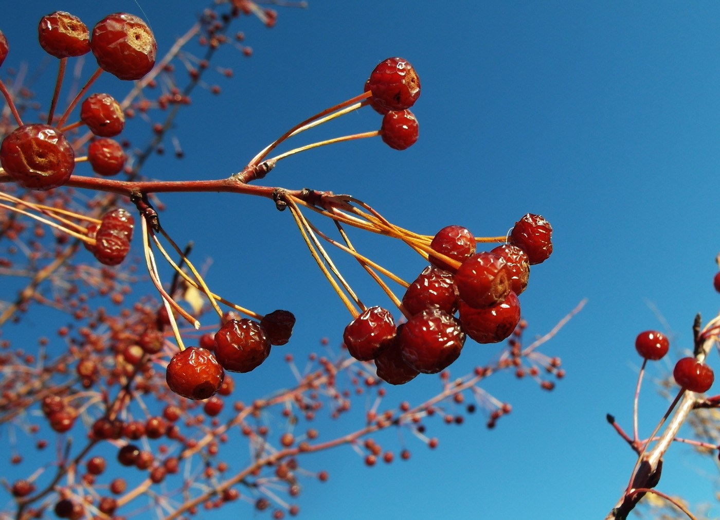 Image of Malus baccata specimen.