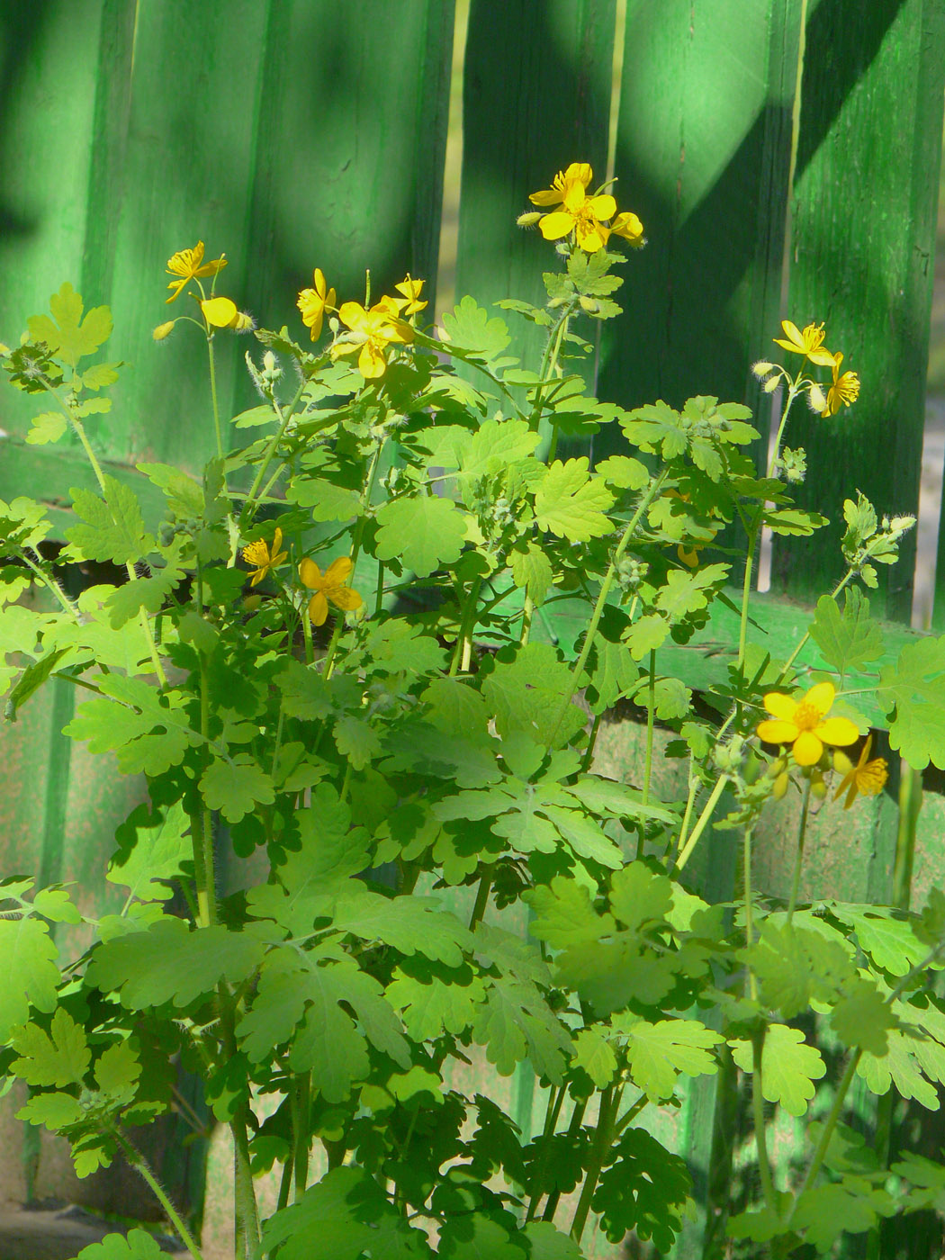 Image of Chelidonium majus specimen.