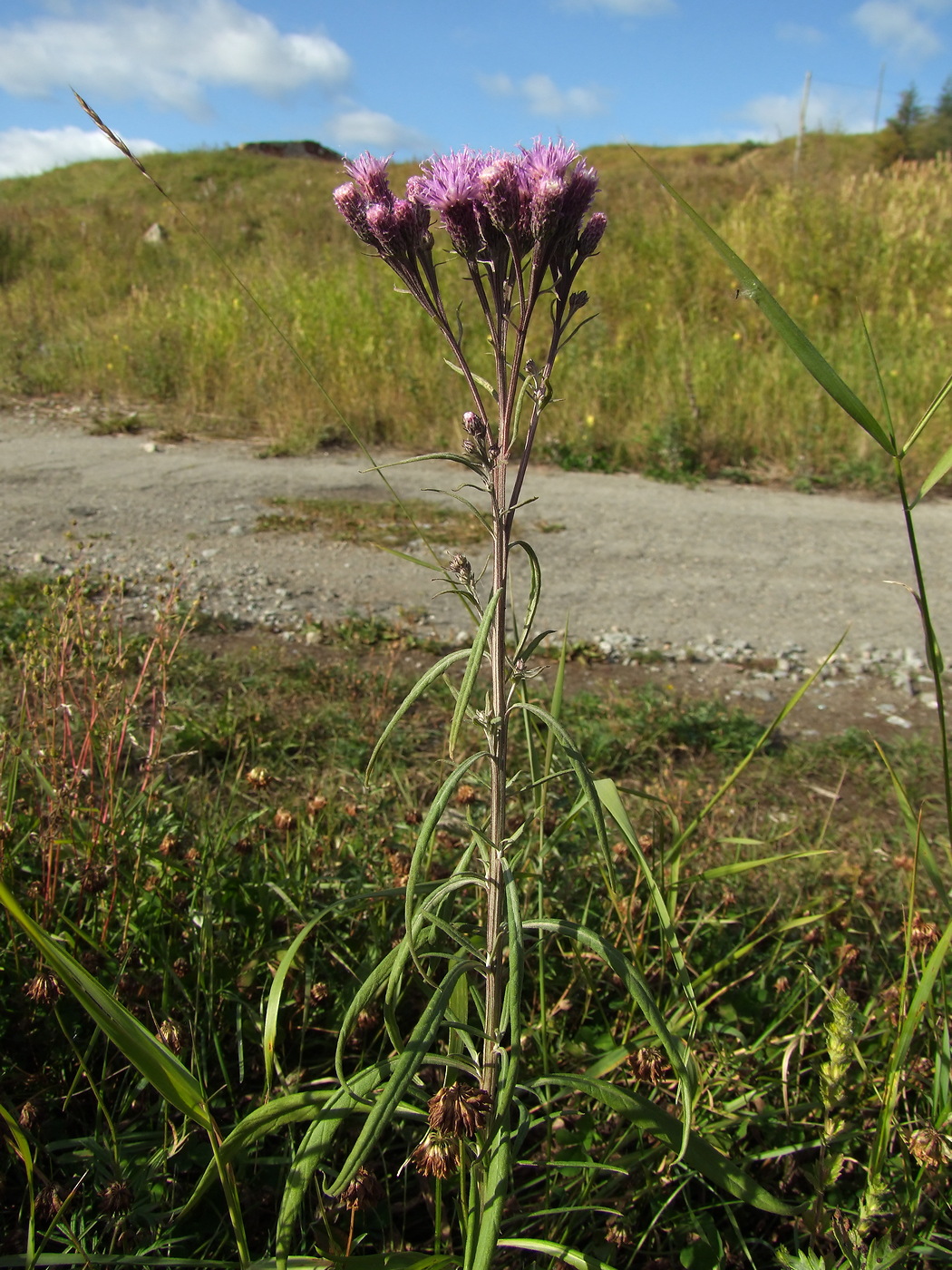 Image of Saussurea amara specimen.