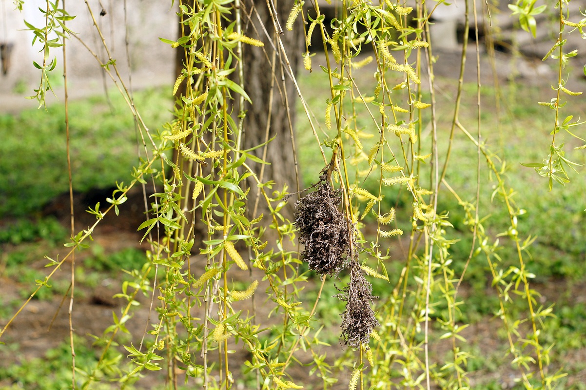 Image of Salix babylonica specimen.