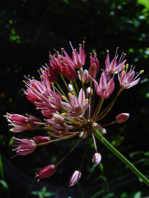 Image of Allium trachyscordum specimen.