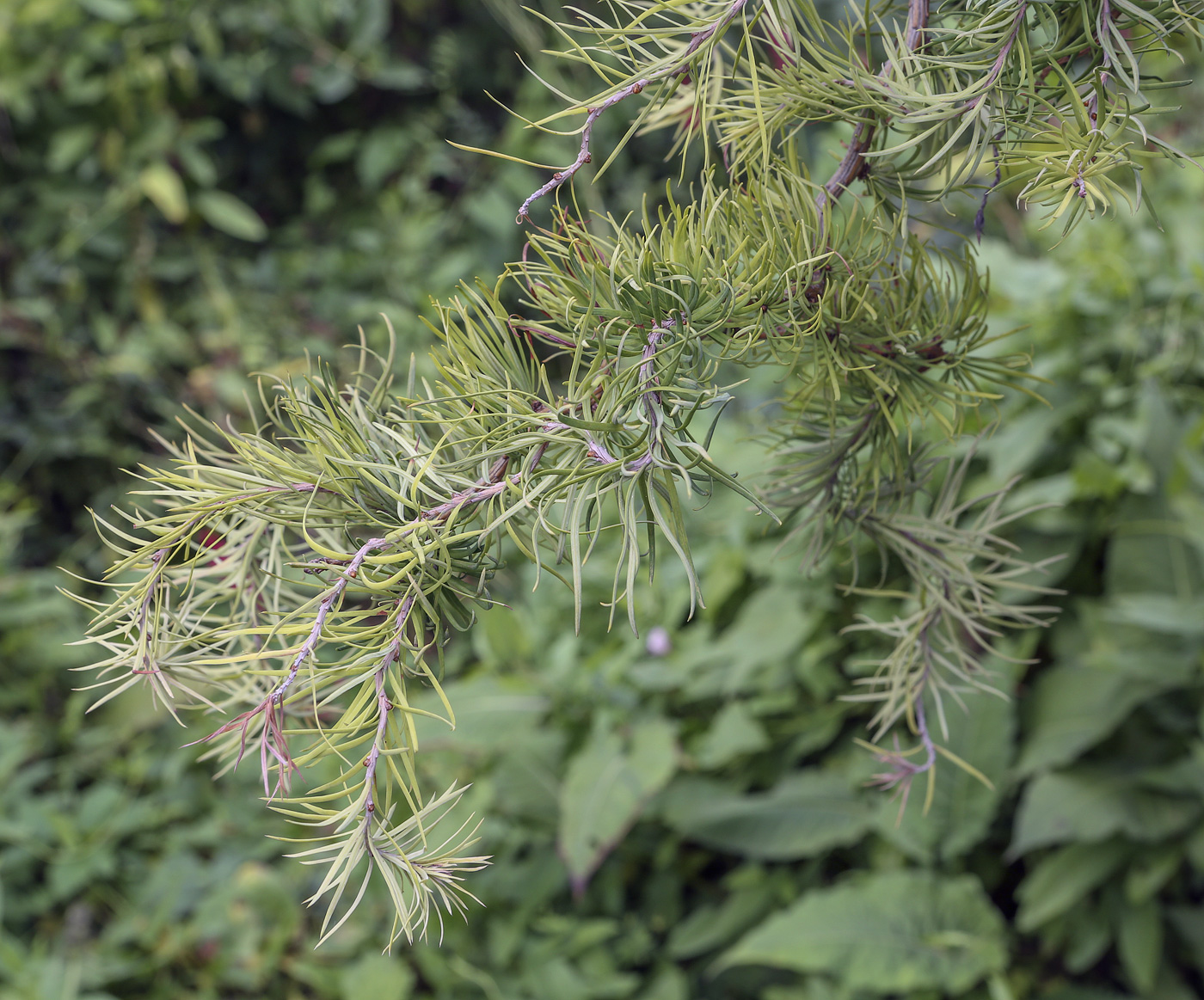 Image of Larix kaempferi specimen.