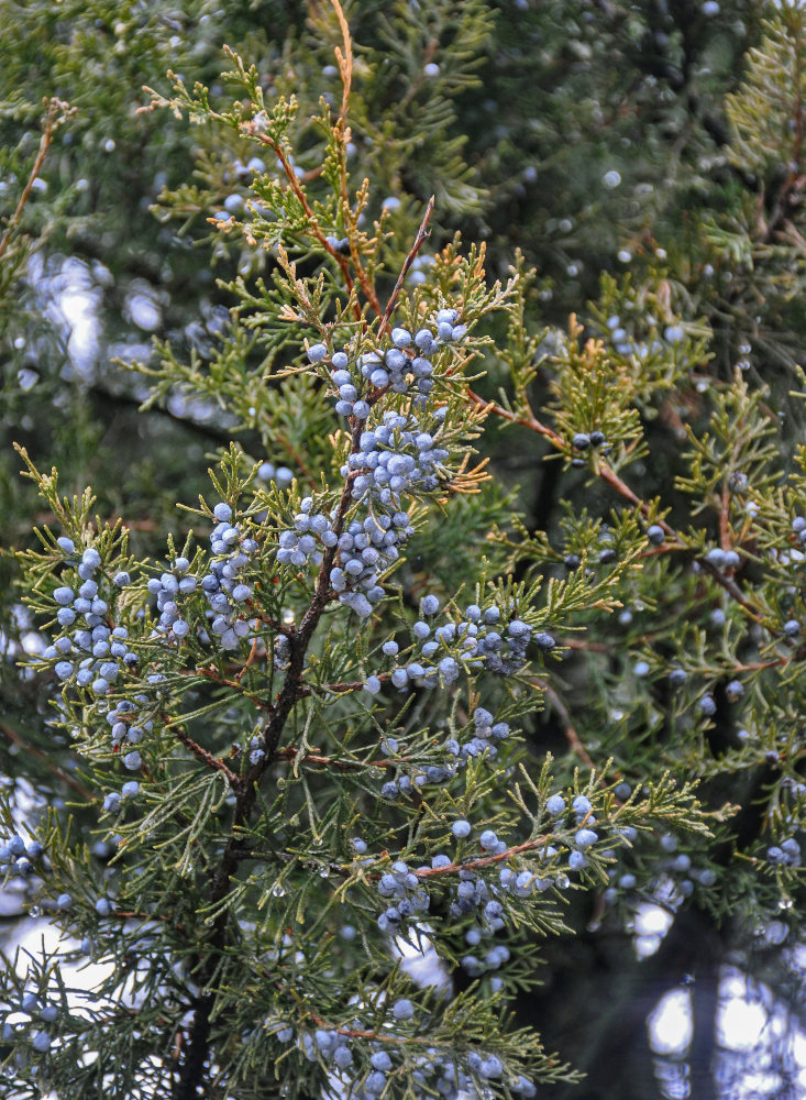 Изображение особи Juniperus virginiana.