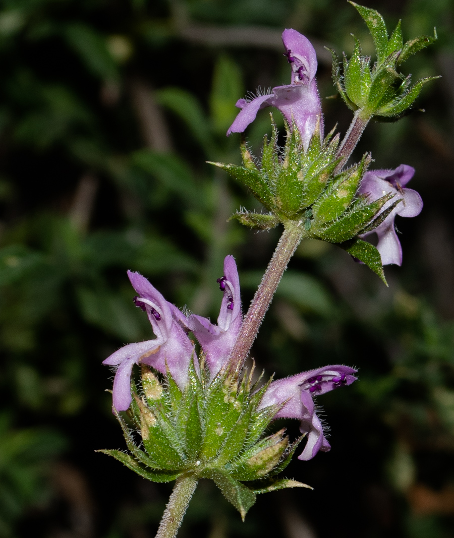 Image of Satureja thymbra specimen.