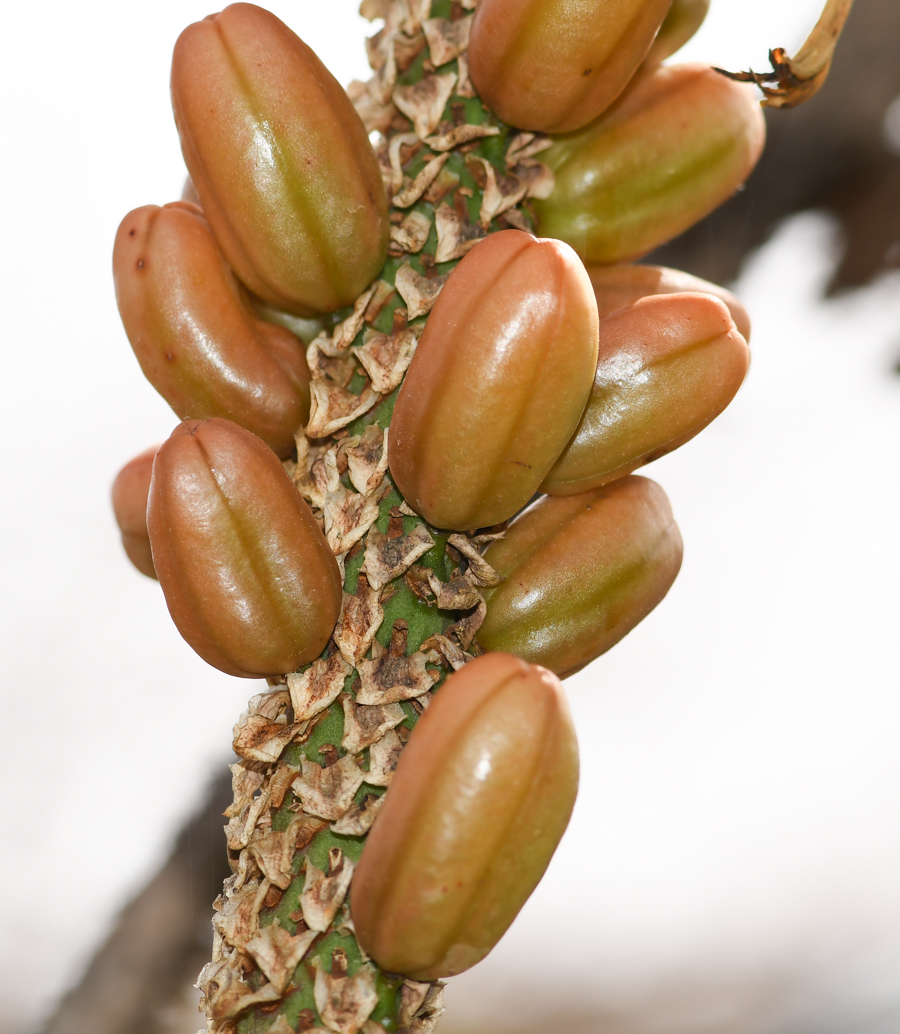 Image of Aloe africana specimen.