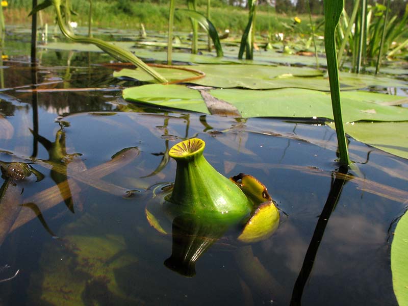 Изображение особи Nuphar lutea.