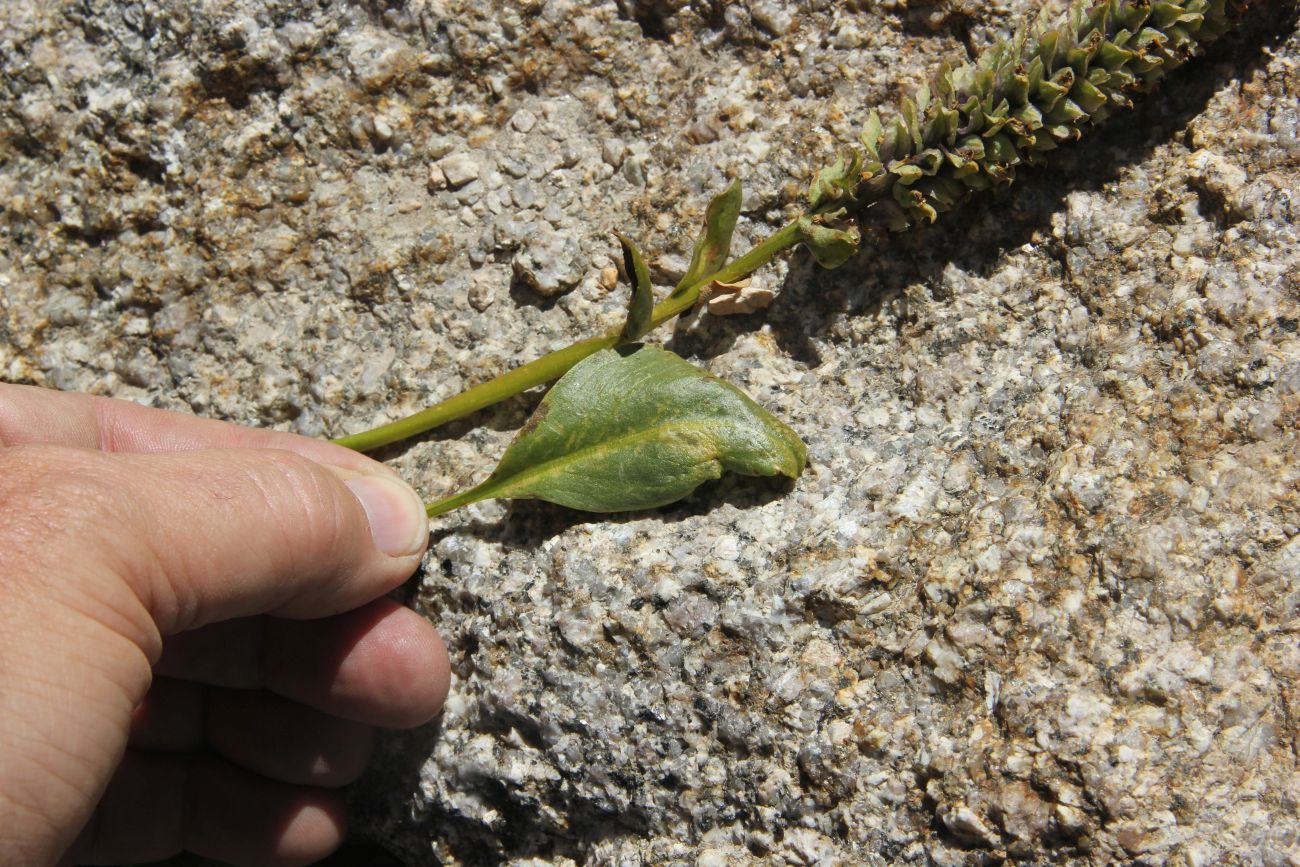 Изображение особи Lagotis integrifolia.