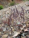 Ricotia carnosula