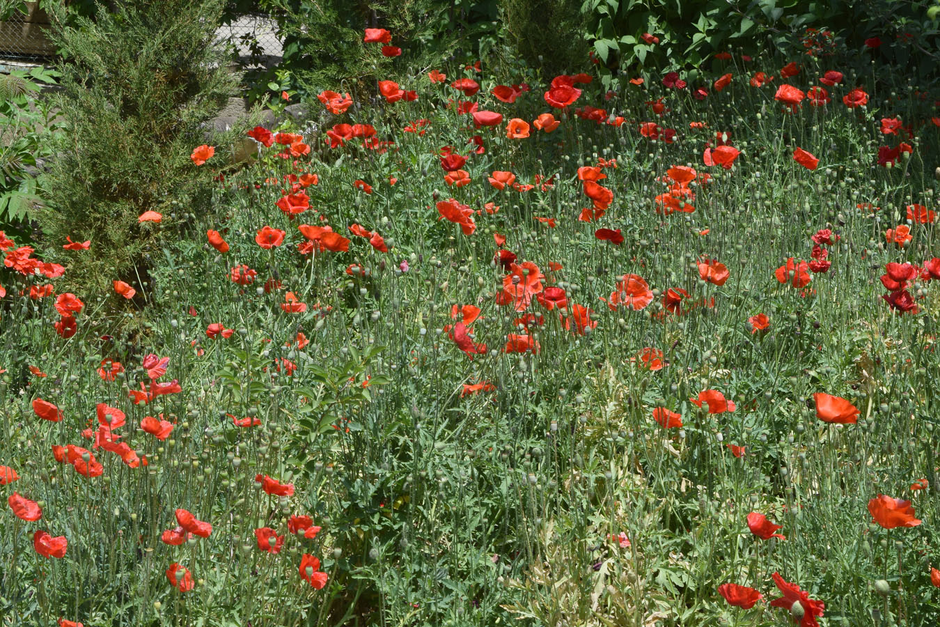 Изображение особи Papaver rhoeas.