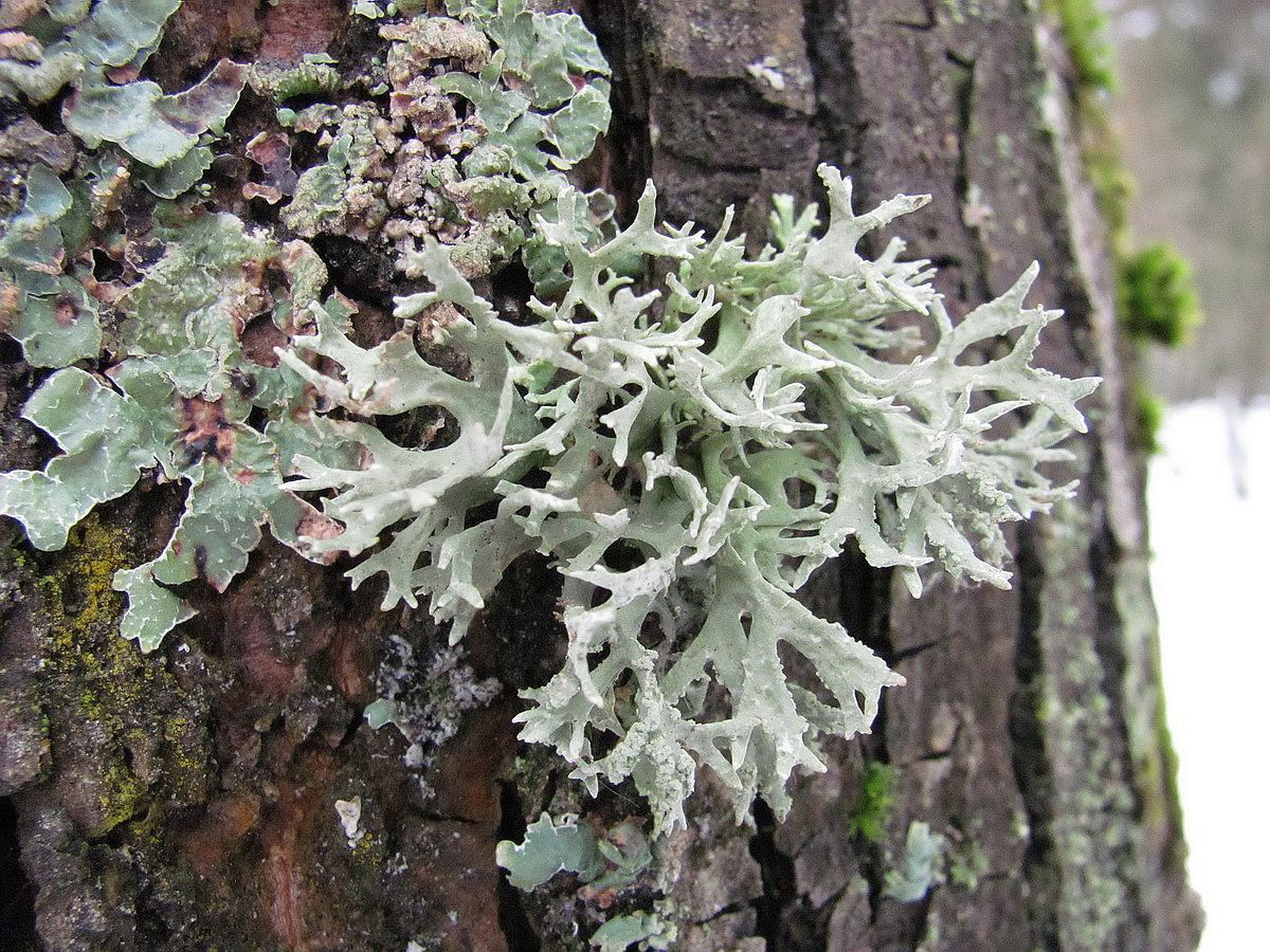 Изображение особи Evernia prunastri.