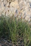 Carex stenophylla