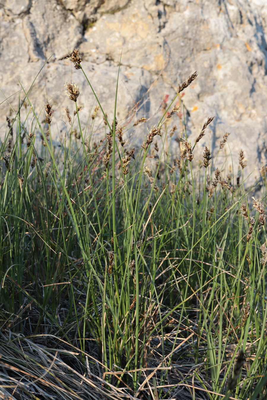 Изображение особи Carex stenophylla.