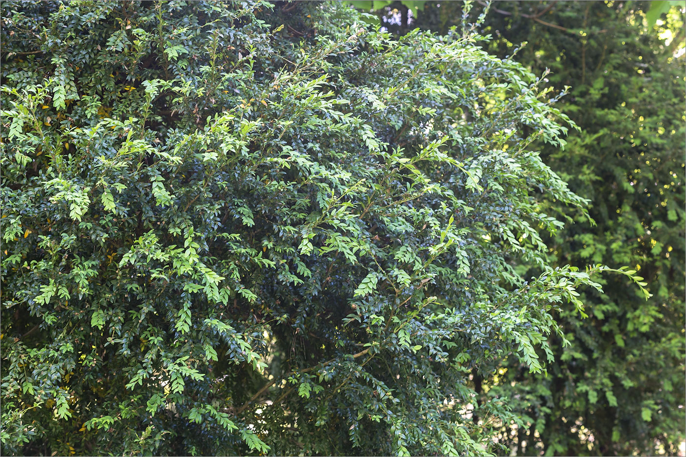 Image of Buxus colchica specimen.