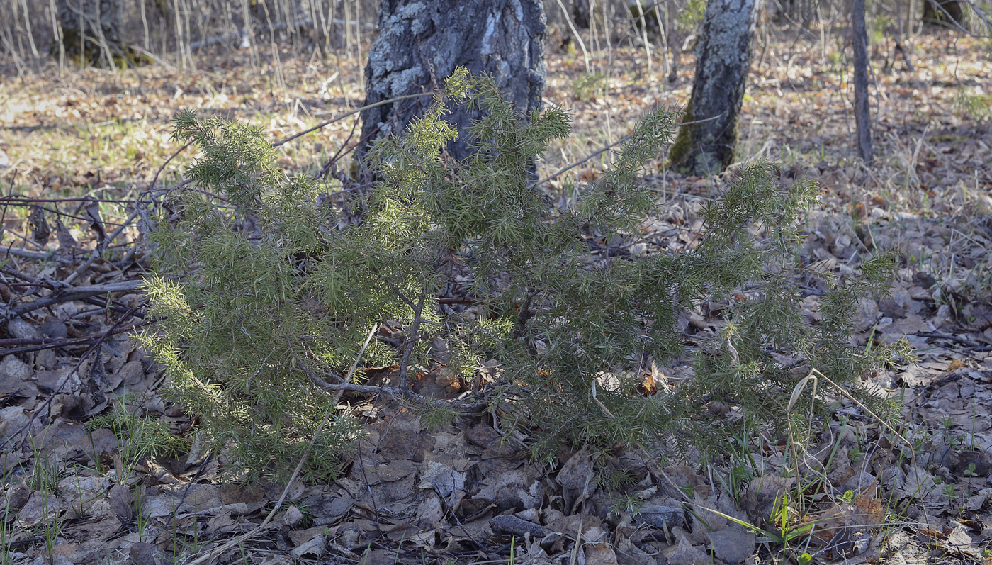 Image of Juniperus communis specimen.