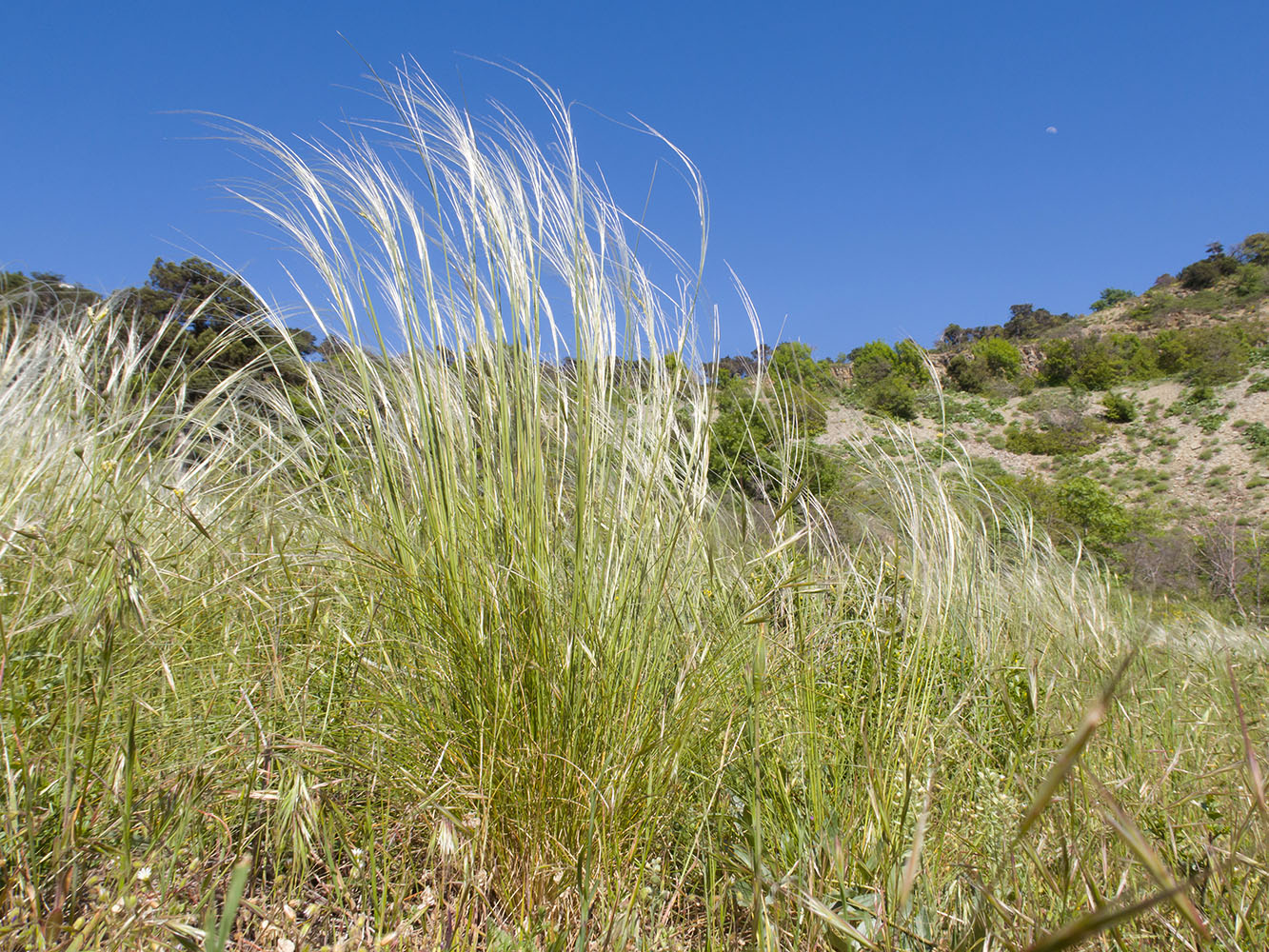 Изображение особи Stipa lessingiana.